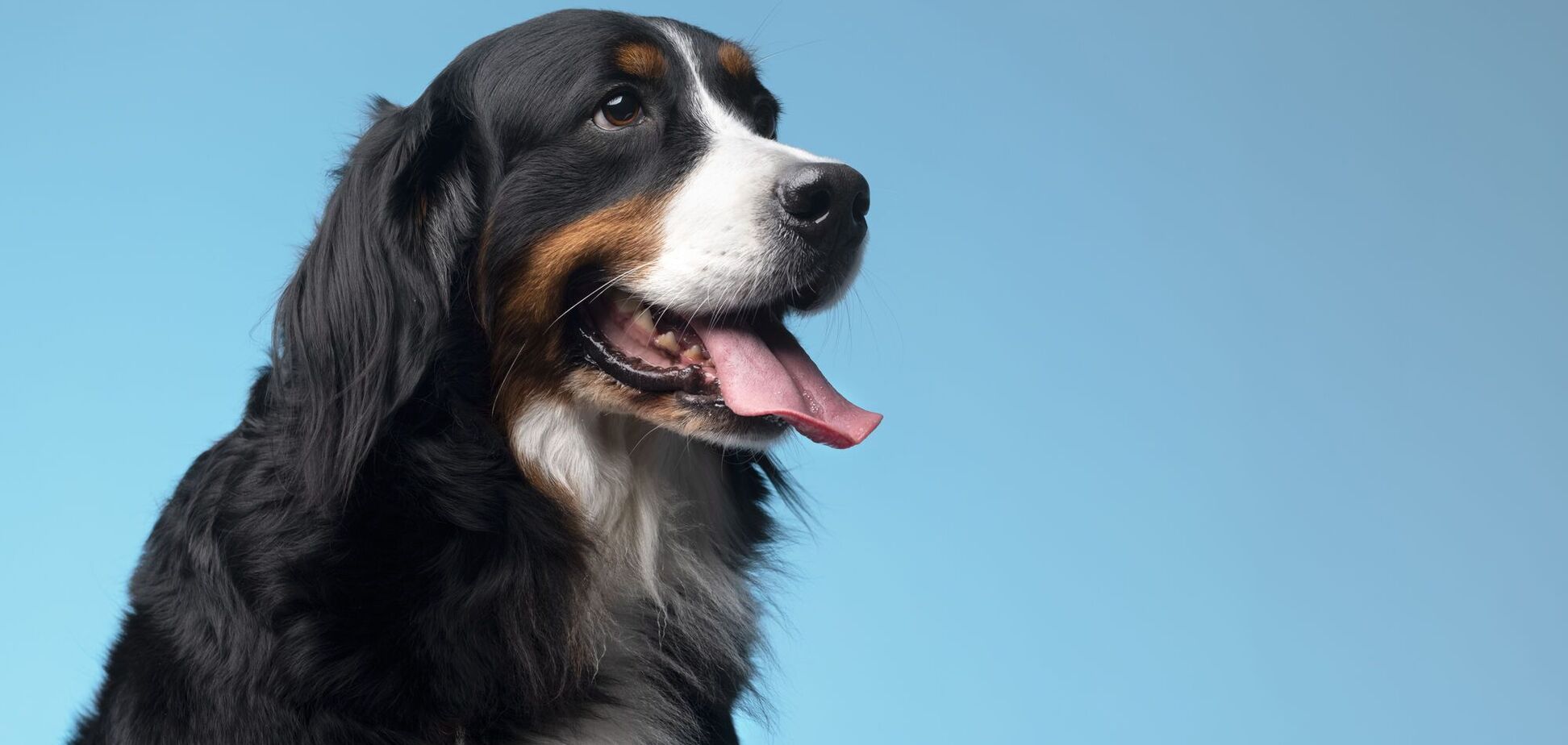 Когда надо точно идти к ветеринару: топ-7 признаков депрессии у собак