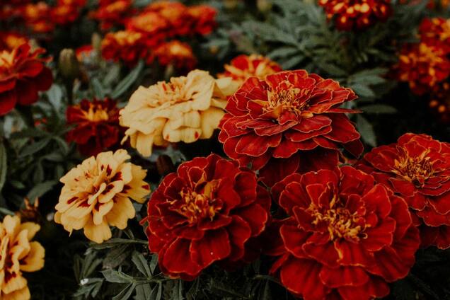 Как посадить бархатцы под зиму: зачем так делают