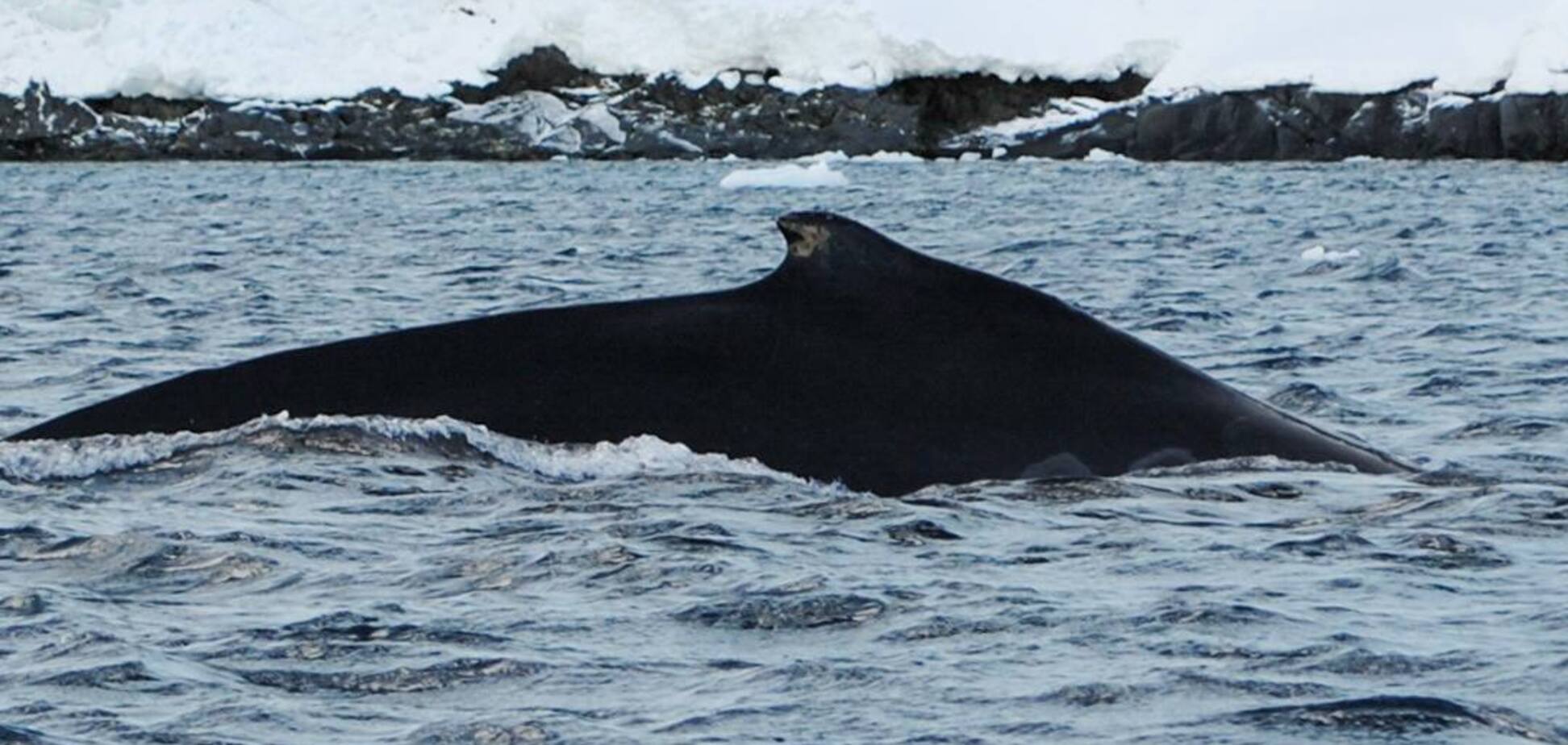 Украинские полярники зафиксировали раннее возвращение горбатых китов в антарктические воды. Фото