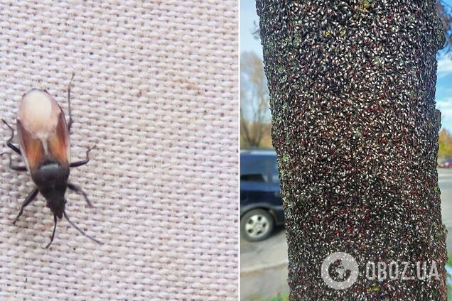 Схоже на фільм жахів: у Києві зафіксували нашестя липових клопів. Подробиці та фото