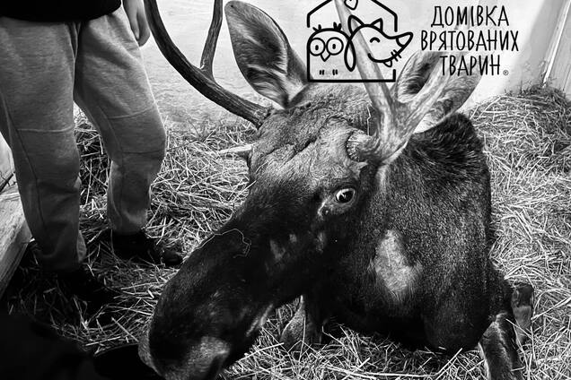 'Сердце не выдержало всего, что пережило': во Львове умер лось, которого спасли из болота в Ровенской области. Видео