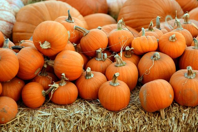 Иллюстрация - тыквы