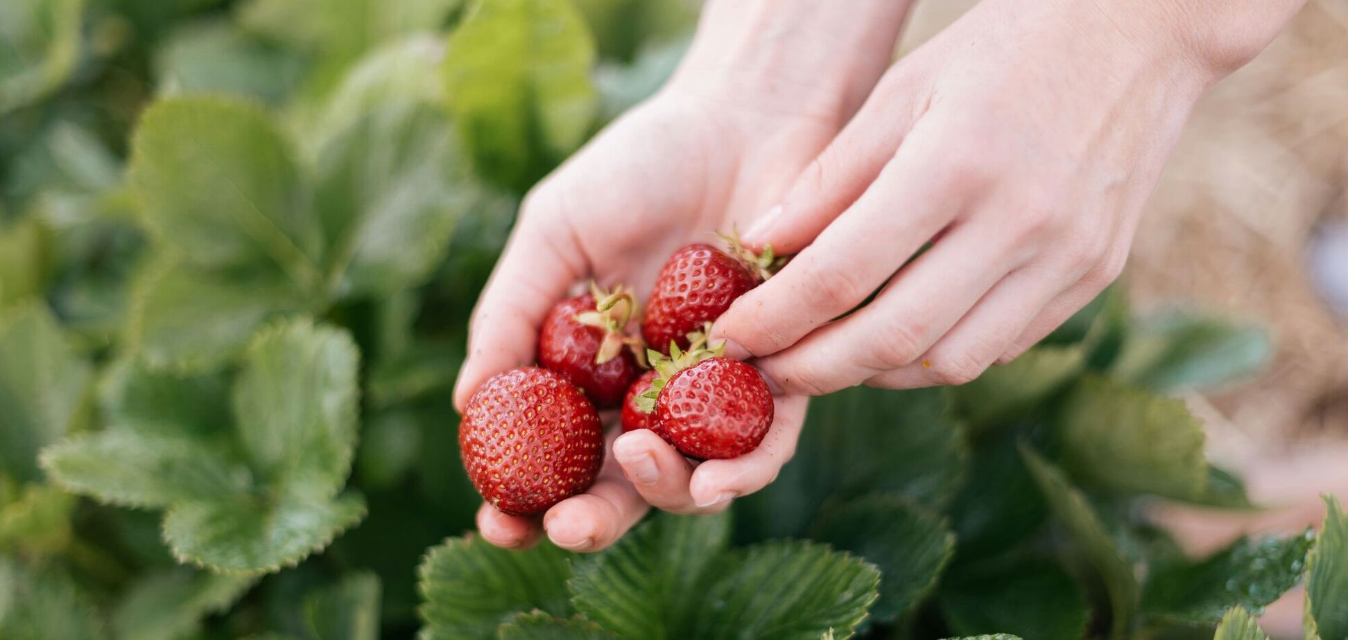 Чим підживити полуницю восени: рецепти для збільшення урожаю