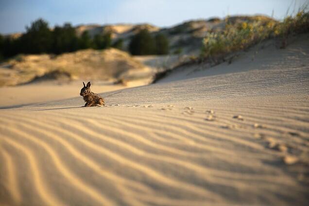 Пустеля в Україні