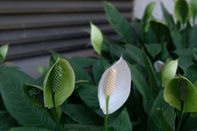 Є один секрет: як зробити, щоб листя спатифілума не вʼянуло