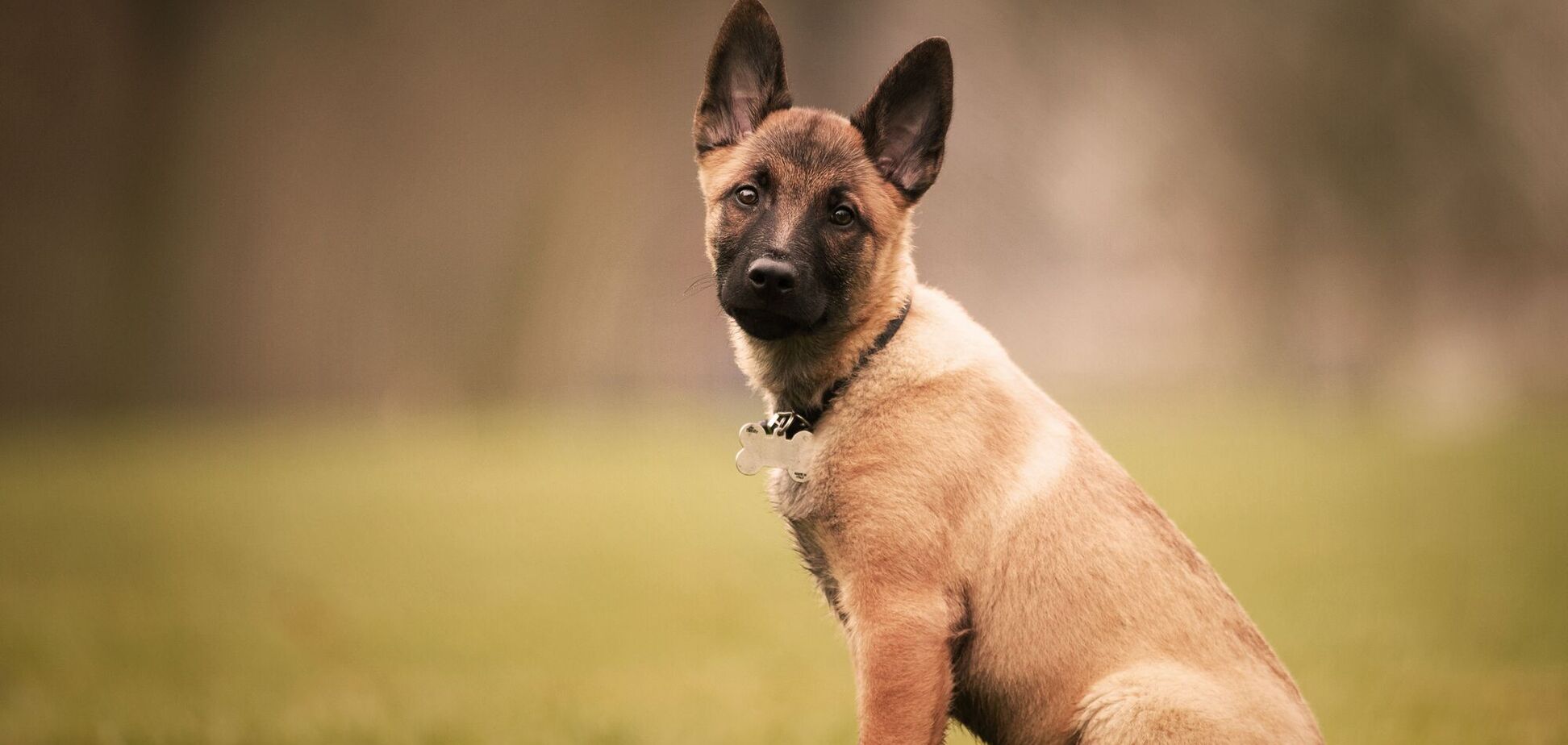 Названы шесть пород собак, которых следует избегать начинающим владельцам