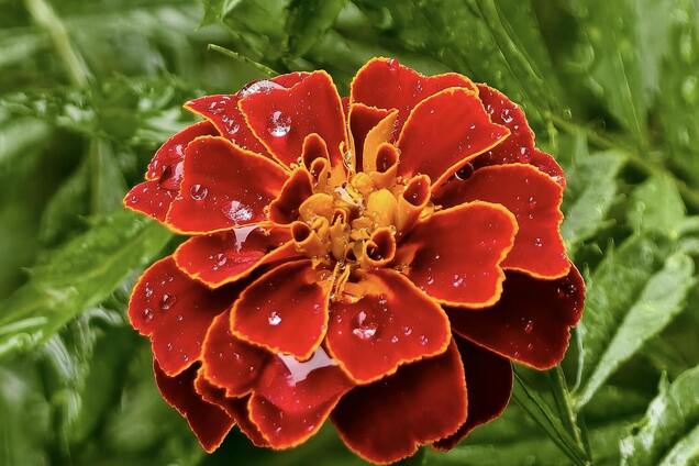 Почему бархатцы надо сажать с осторожностью: есть скрытая угроза