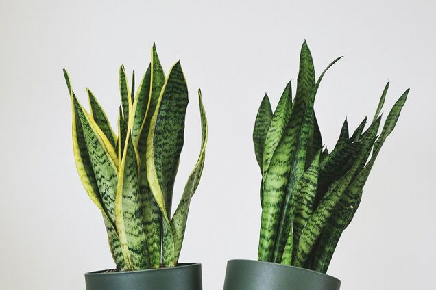 Чем подкормить сансевиерию: рецепт домашнего удобрения