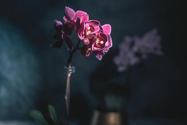 Будут каскады цветов: чем подкормить орхидеи