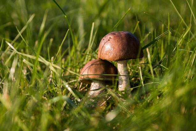 'Погода порадує грибників': синоптикиня уточнила прогноз на п'ятницю в Україні. Карта