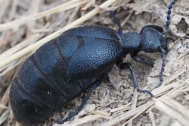 В Украине появился смертельно опасный жук? В экоинспекции ответили на резонанс