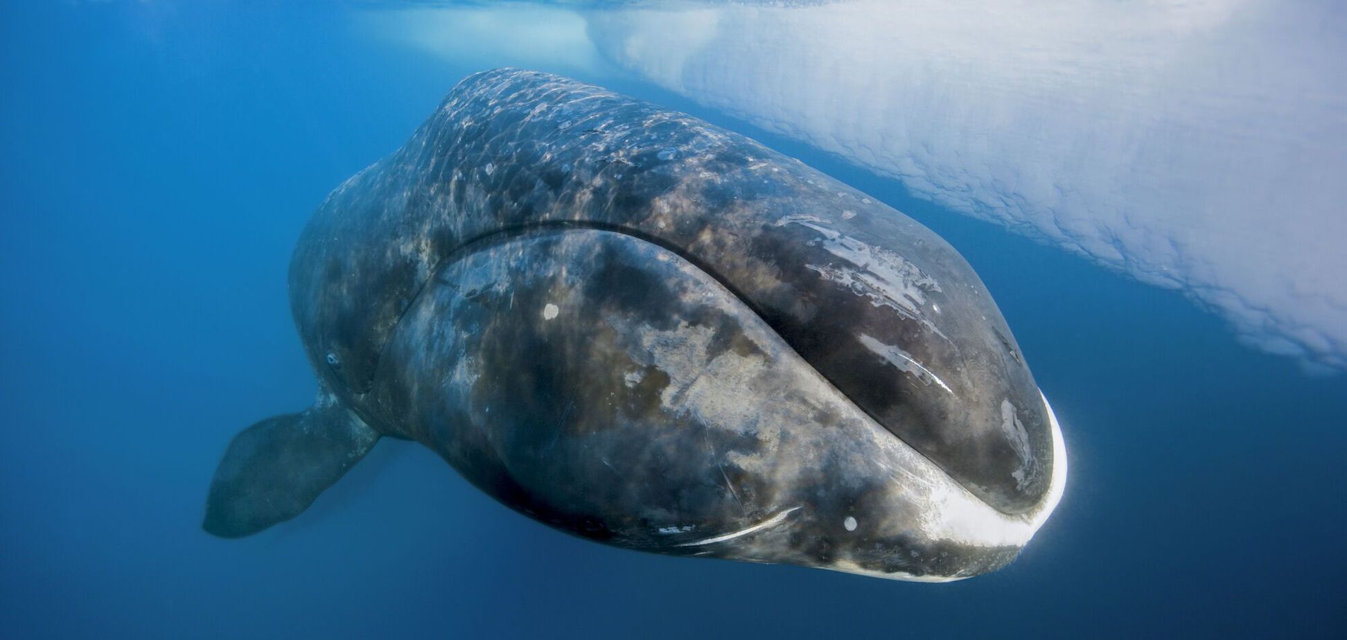 Гренландские киты могут жить по 200 лет: ученые приблизились к разгадке долголетия млекопитающих