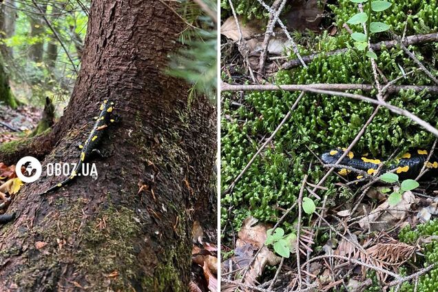 Руками краще не чіпати: у Карпатах помітили унікальну амфібію, шкіра якої виділяє токсичний слиз. Фото і відео