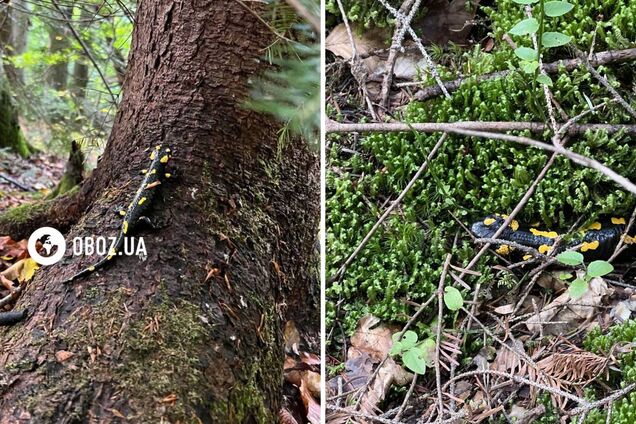 Руками лучше не трогать: в Карпатах заметили уникальную амфибию, кожа которой выделяет токсичную слизь. Фото и видео