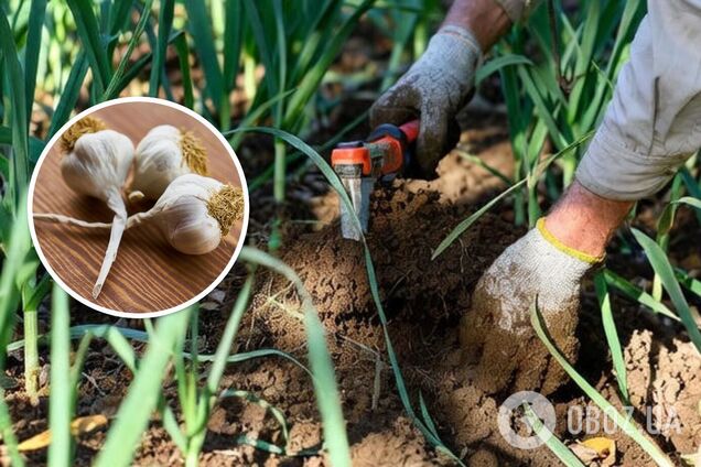 Чем подкормить озимый чеснок: будет размером с кулак