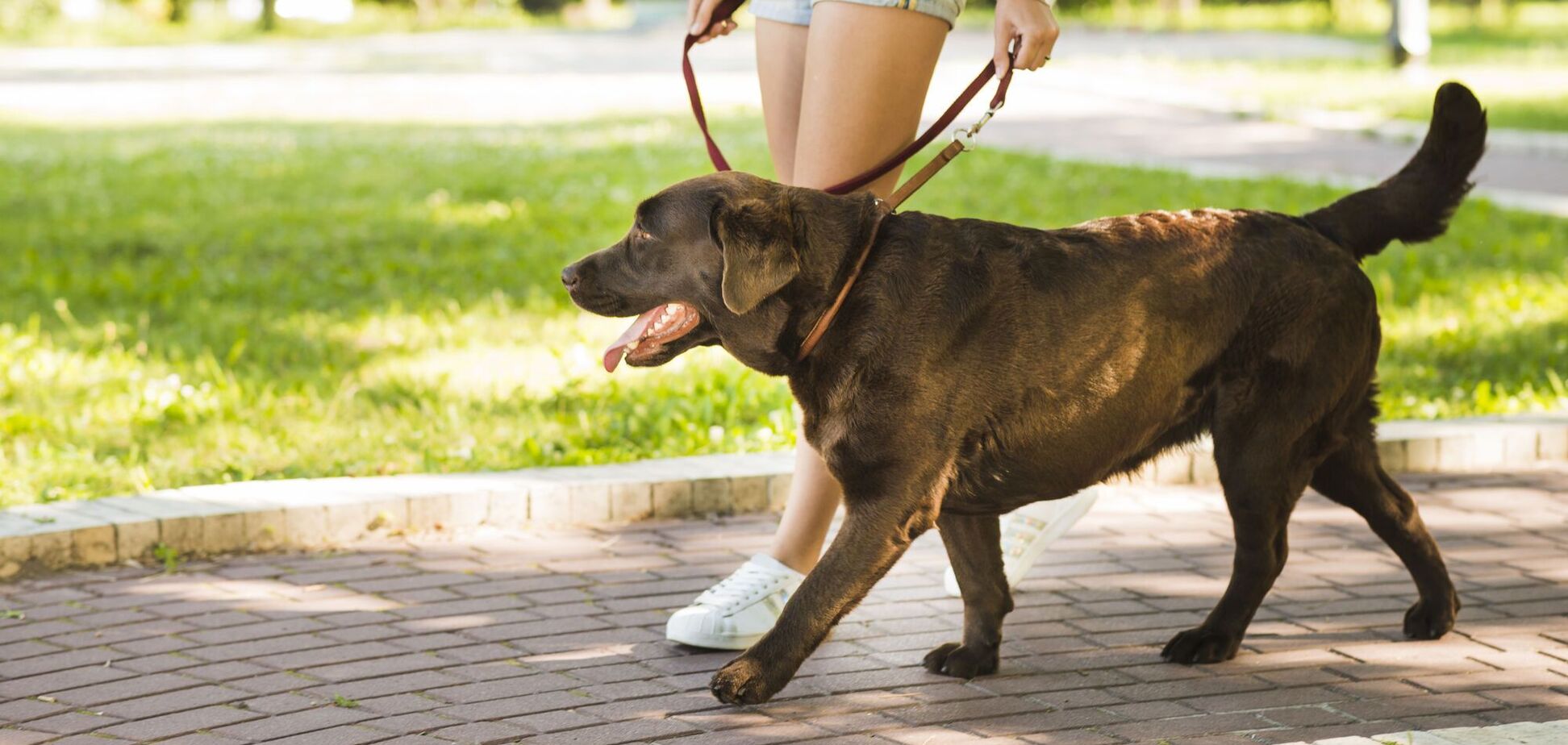Як відучити собаку гавкати на інших тварин на прогулянці: три поради