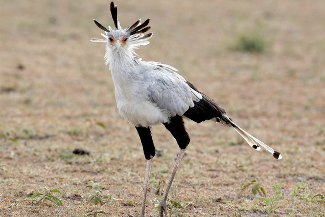 С виду – как журавль, но сила орла: какая уникальная птица поражает добычу ударом ноги