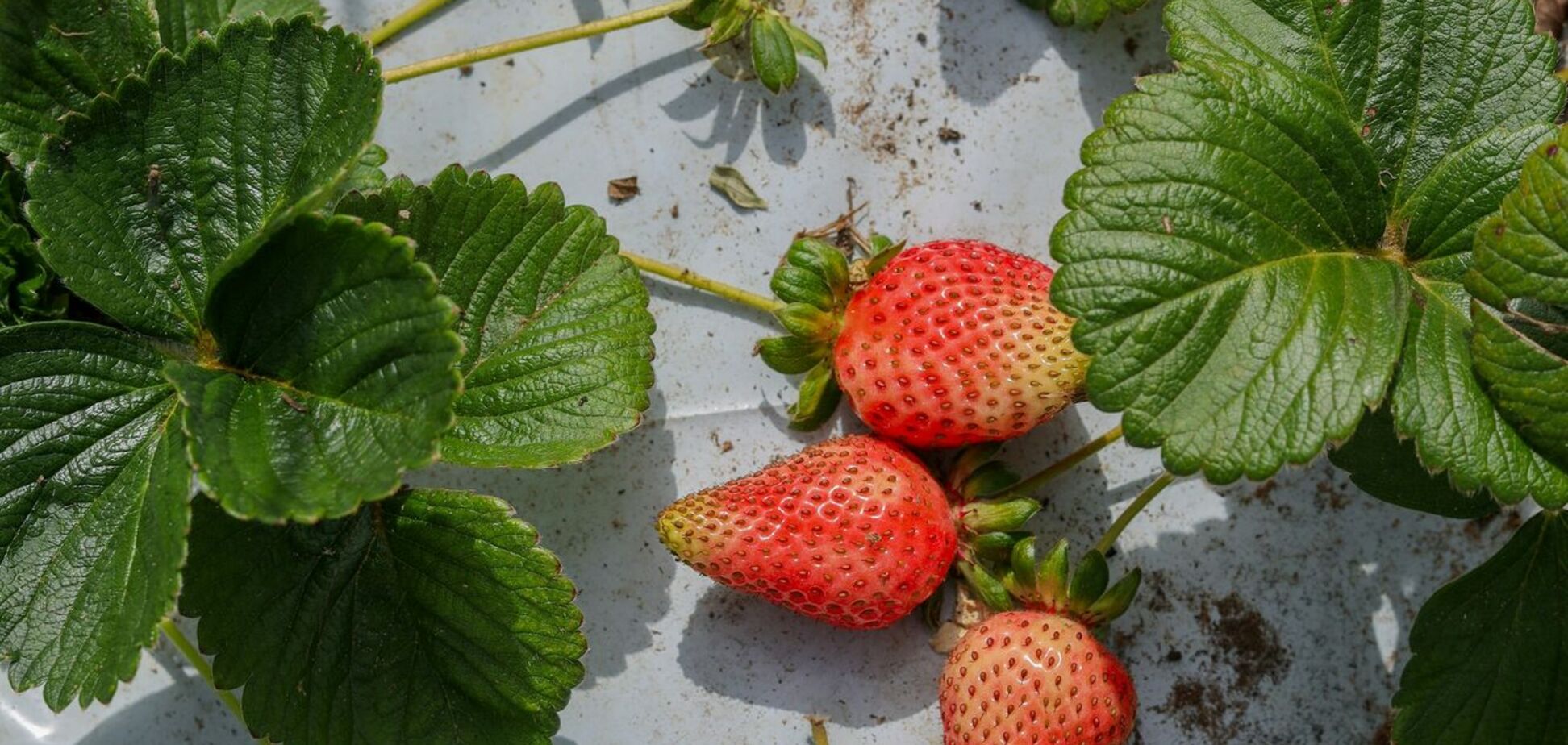 Чим підживити полуницю до кінця листопада: урожай вас порадує