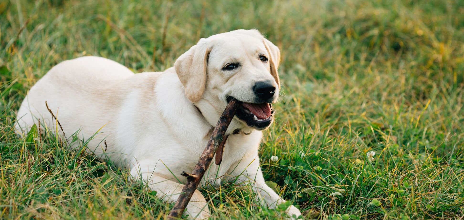 Топ-14 найдружелюбніших порід собак, які чудово ладнають з дітьми