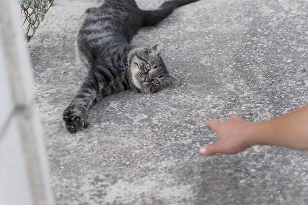 Підібрала кошеня - і померла: історія, яка мала закінчитись вакциною, а не некрологом