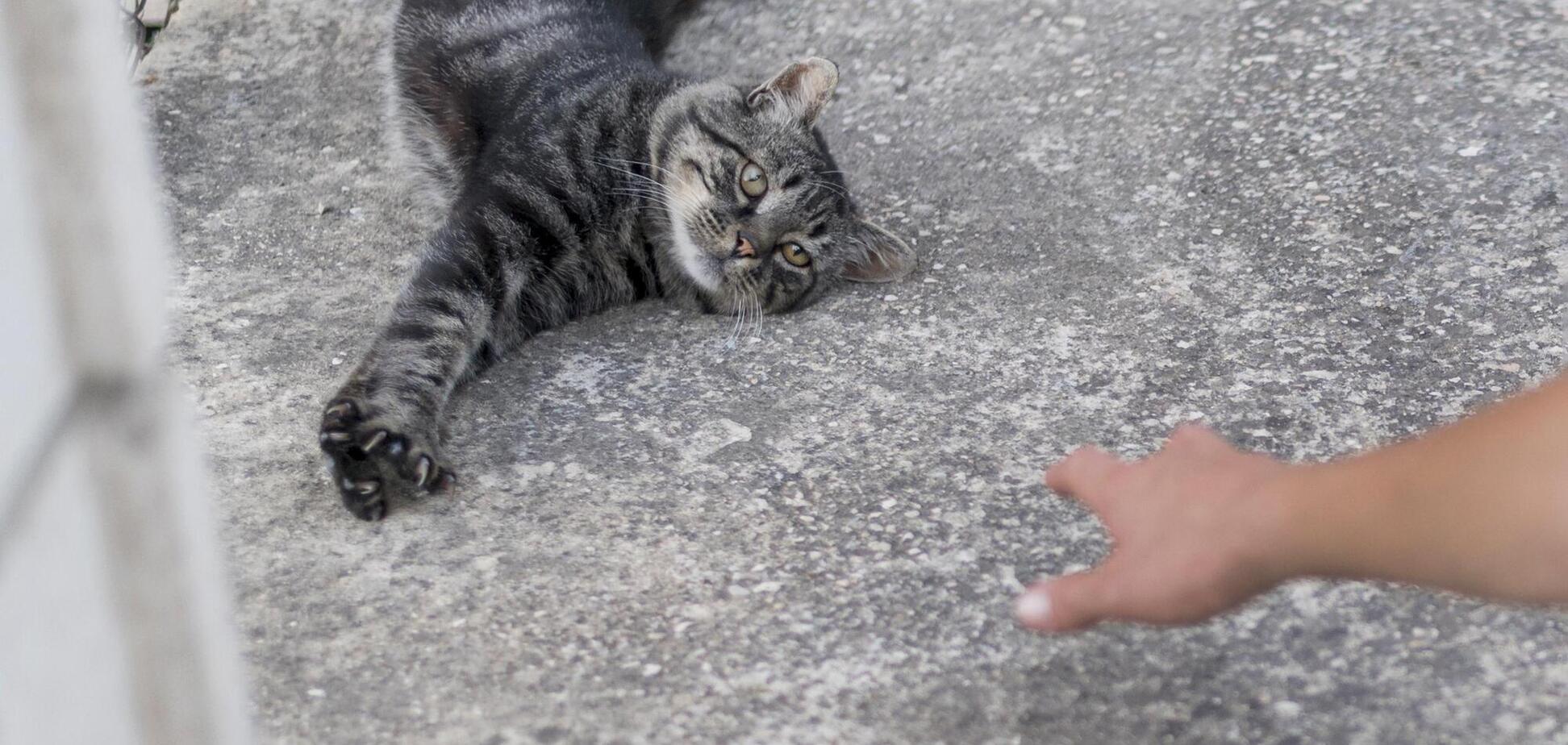 Листоноша врятував кошеня і виграв $717 500