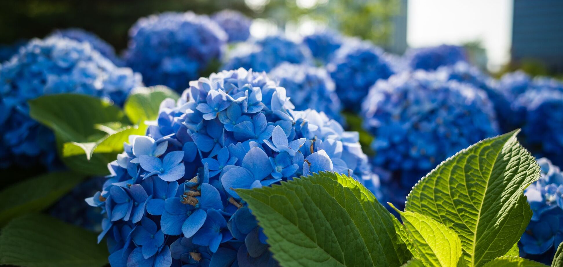 Що зробити, щоб гортензії стали більш блакитними: дієвий метод