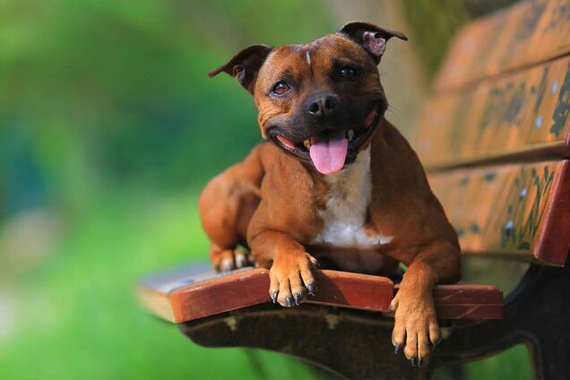 Ветеринар назвав найкращу породу собак, яку варто завести