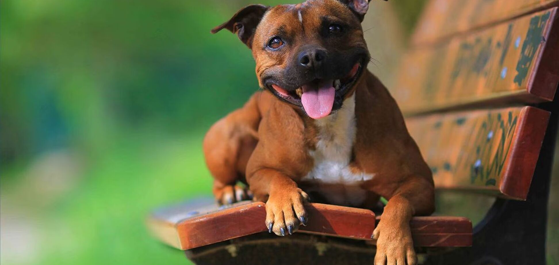 Ветеринар назвал лучшую породу собак, которую стоит завести