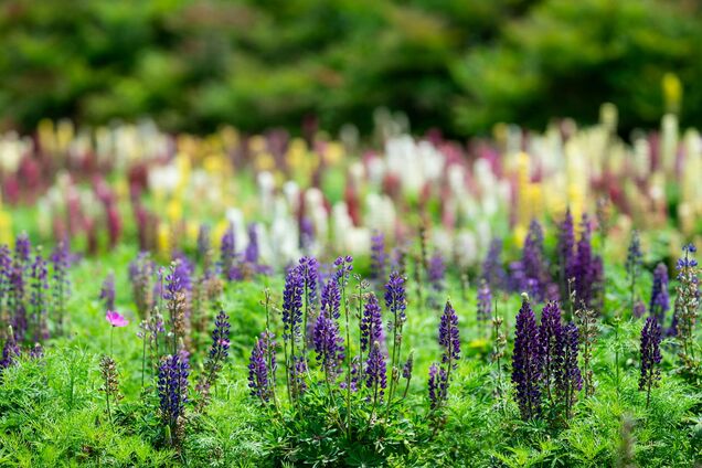 Врятує ваш город: названо ідеальний осінній сидерат