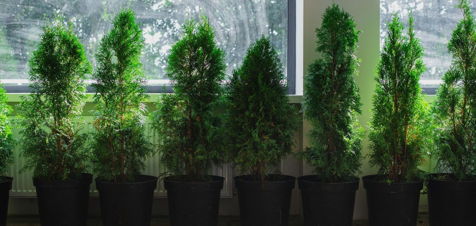 Як виростити тую із гілочки: детальна інструкція