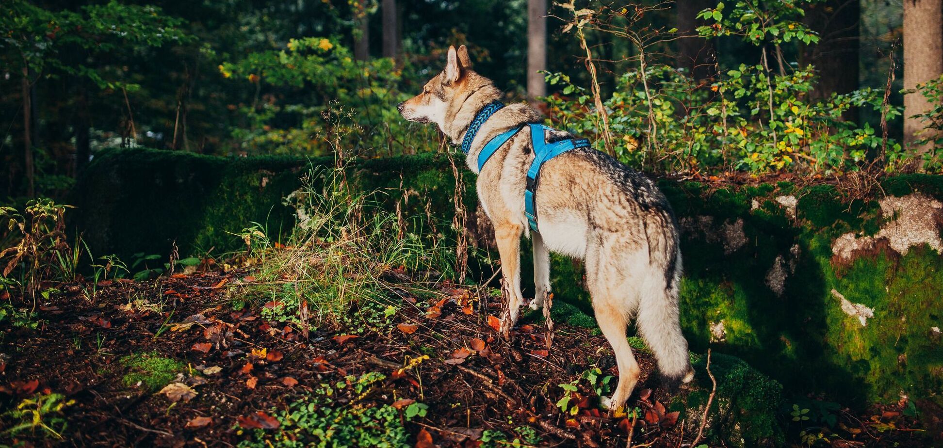 Ветеринарка попередила про небезпечну хворобу собак, яка загострюється у листопаді
