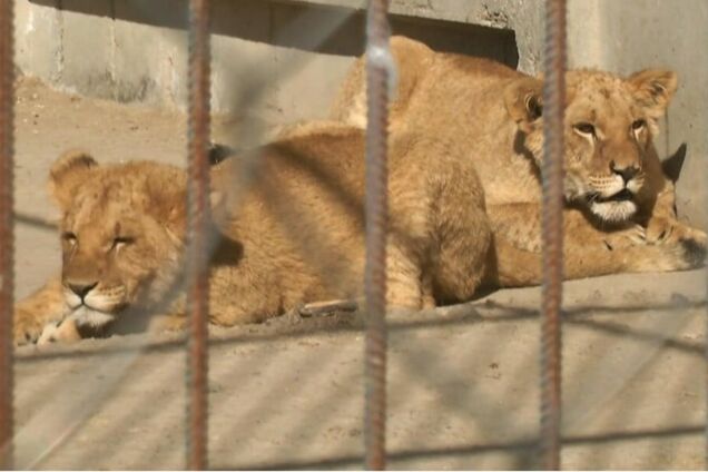 В Хмельницком из реабилитационного центра сбежали две львицы: подключали полицию и ГСЧС. Фото и видео