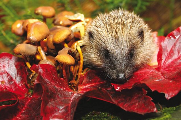 Кто ест грибы в лесу: список животных вас удивит. Фото и видео