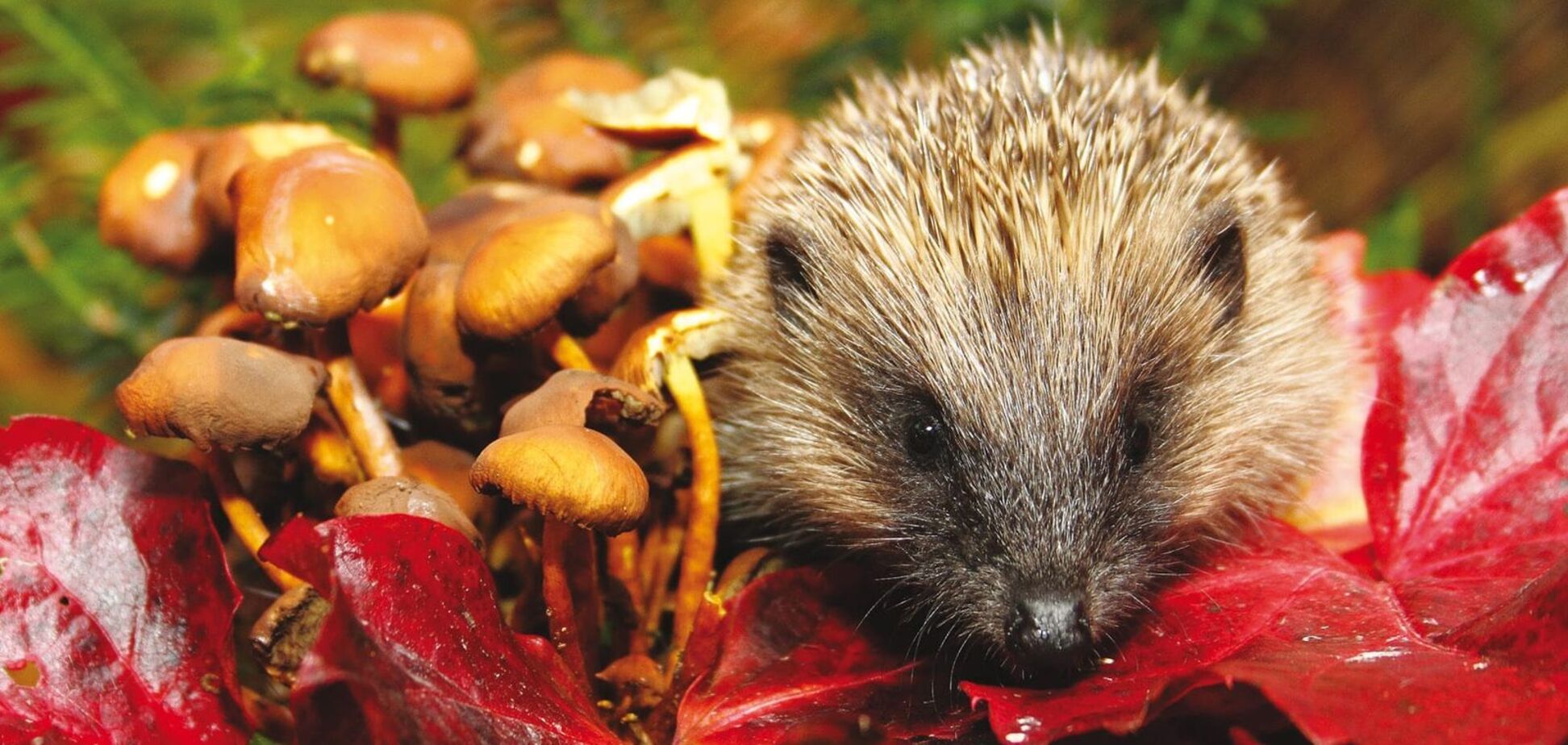 Кто ест грибы в лесу: список животных вас удивит. Фото и видео