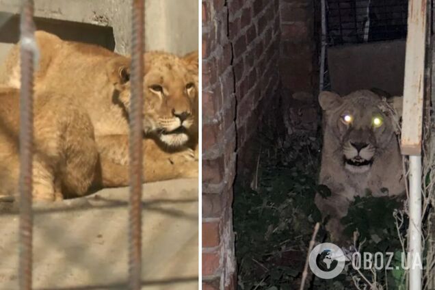 Как чувствуют себя львицы, которых накануне искали в Хмельницкой области: свежее видео