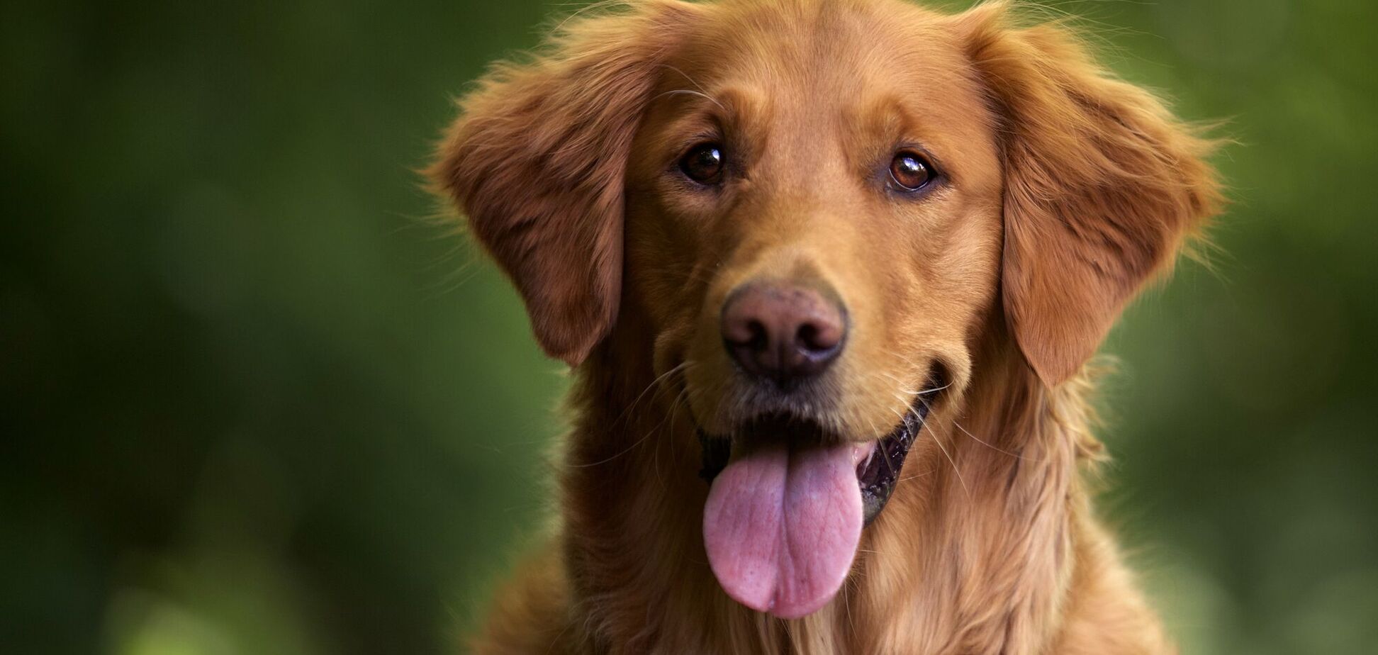 Топ-5 найкращих порід собак за версією спеціалістів з поведінки тварин