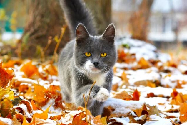 Правда ли, что в Украине будет самое сильное похолодание за 70 лет: что говорят синоптики