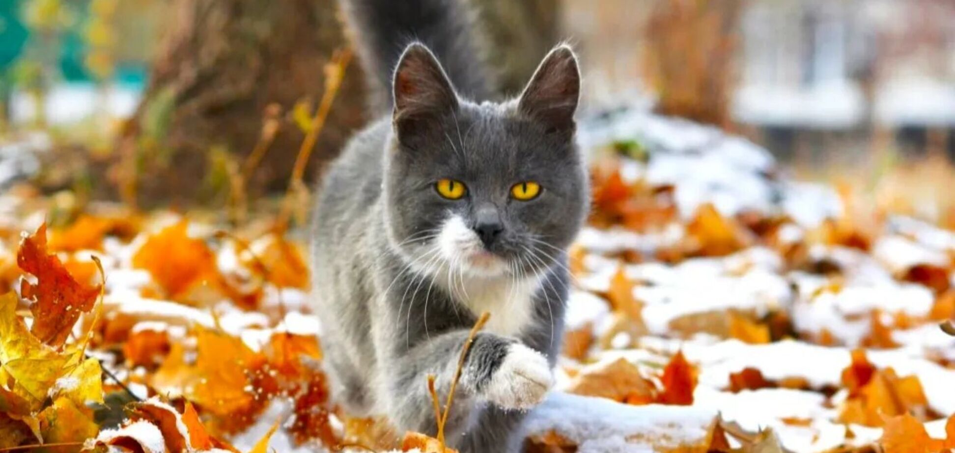 Правда ли, что в Украине будет самое сильное похолодание за 70 лет: что говорят синоптики