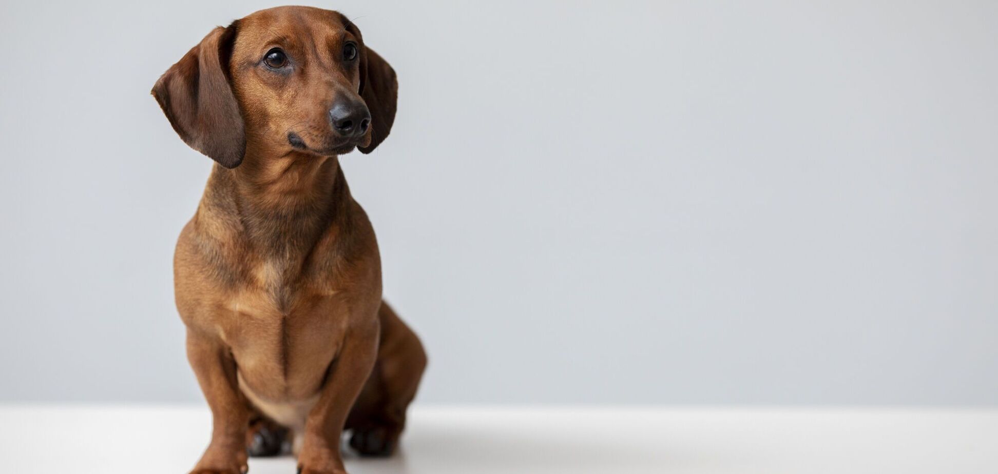 Топ-5 порід собак, яких краще уникати: рейтинг від кінолога