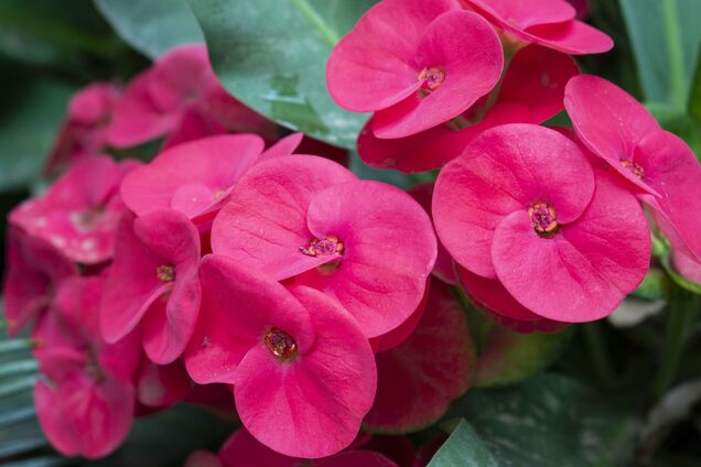 Выдерживают морозы: какие цветы могут расти даже зимой и не нуждаются в особом уходе