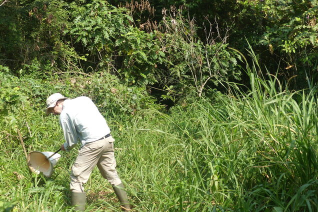 У тропічних лісах знайшли дивних істот, схожих на жаб: фото вас здивують