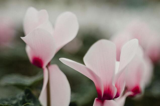 Идеальный для зимы: как правильно ухаживать за цикламеном