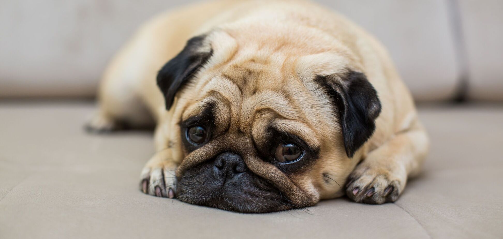 Ветеринар назвав п’ять порід собак, яких ніколи б не завів