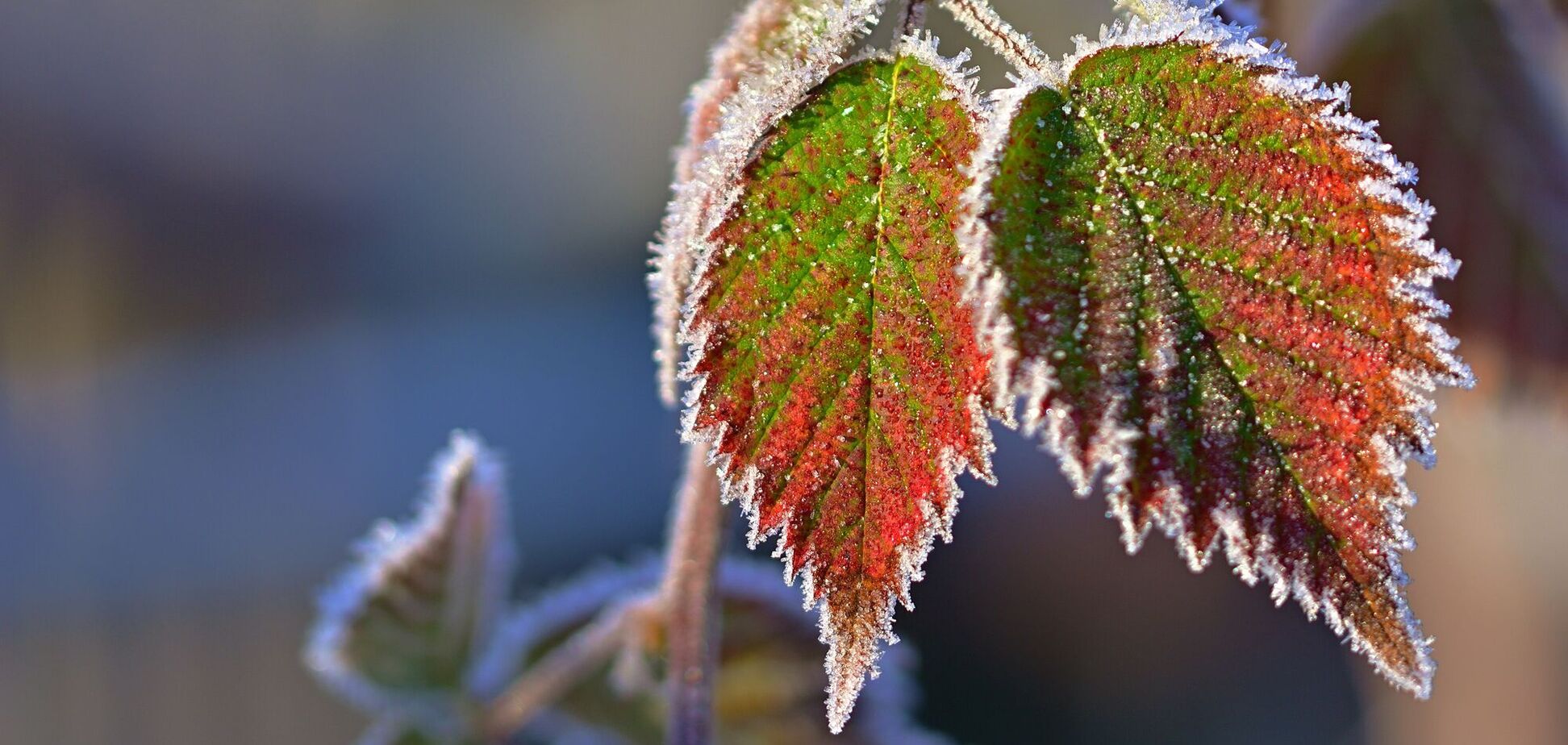 Без опадів та до +7°С: детальний прогноз погоди по Київщині на 19 листопада
