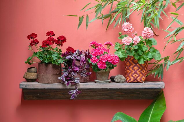 Украсят дом на праздники: какие комнатные растения цветут зимой