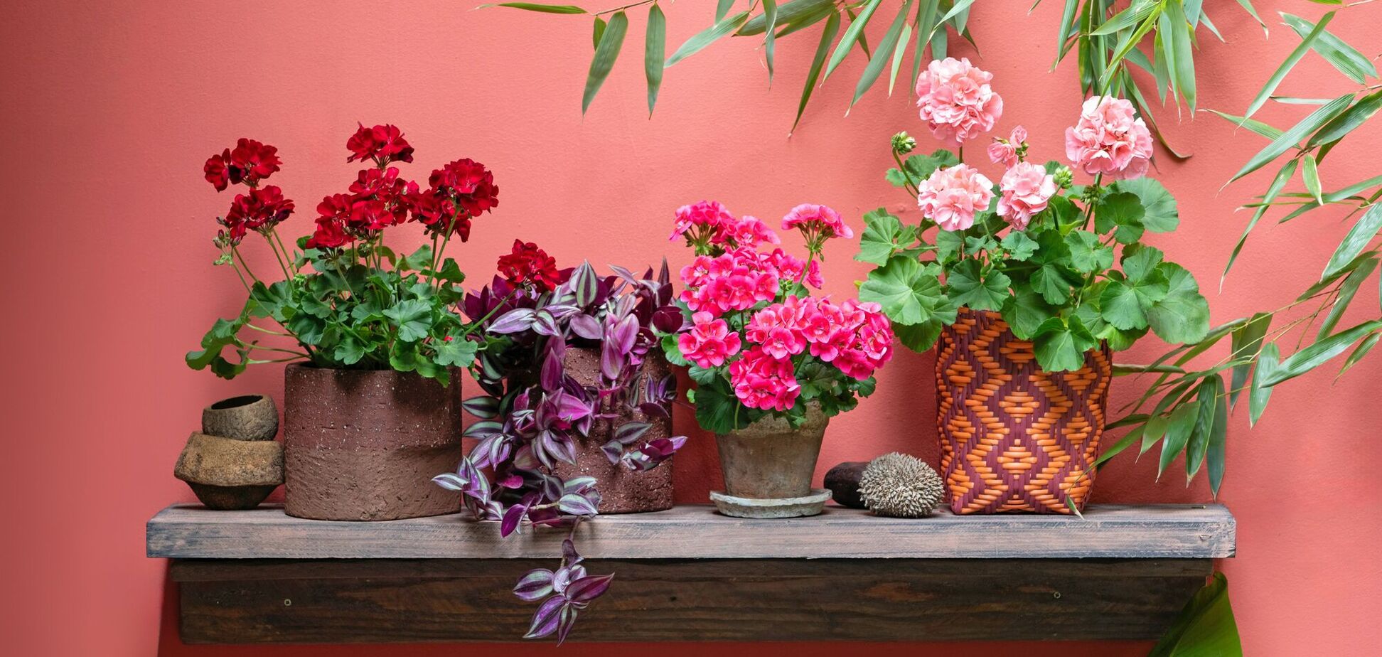 Украсят дом на праздники: какие комнатные растения цветут зимой