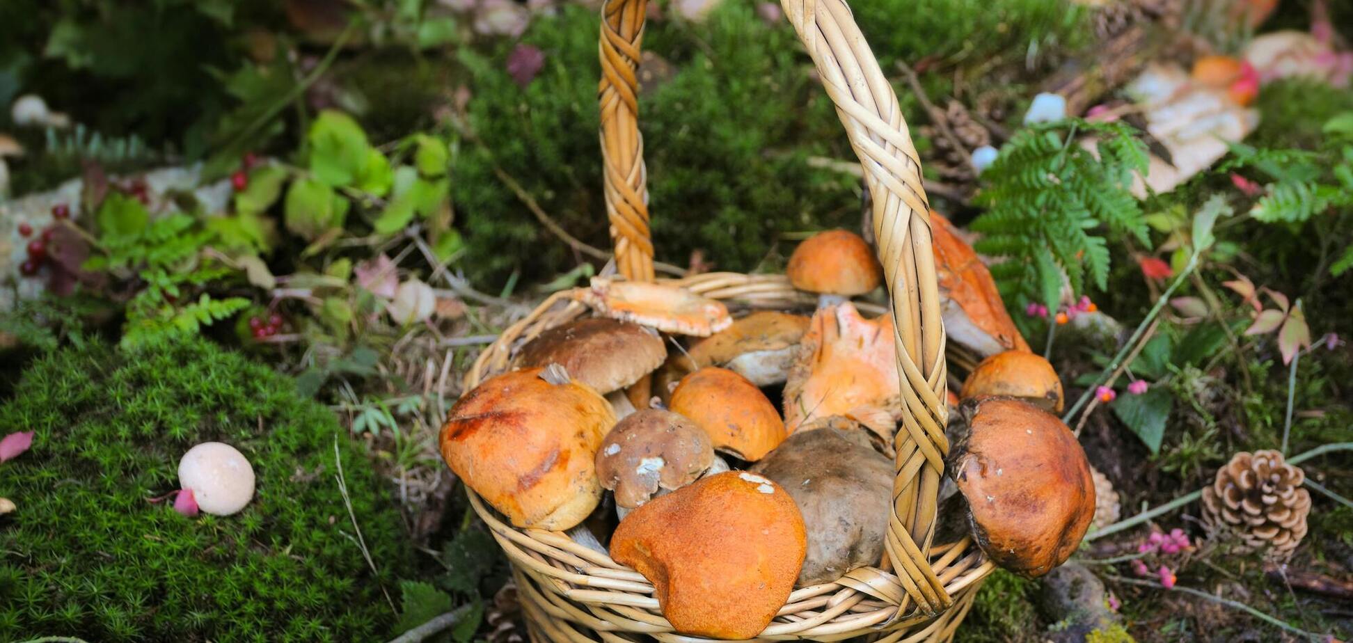 'Поехали за грибами...' Преподавательница показала сообщение мамы ученицы, которая пропустила занятия: детали всех удивили