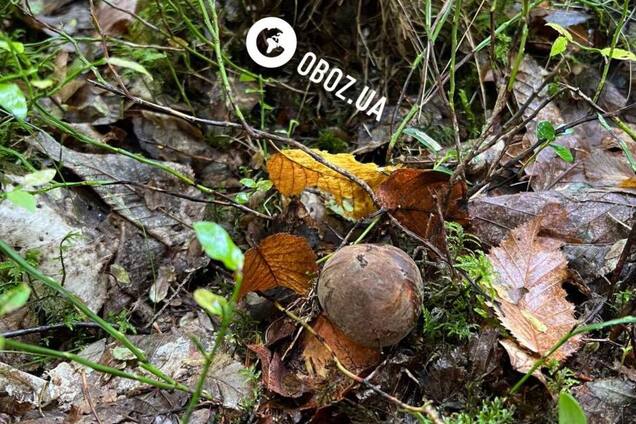 Не путать с сатанинским: что за грибы с красными ножками нашли в Карпатах. Фото и видео