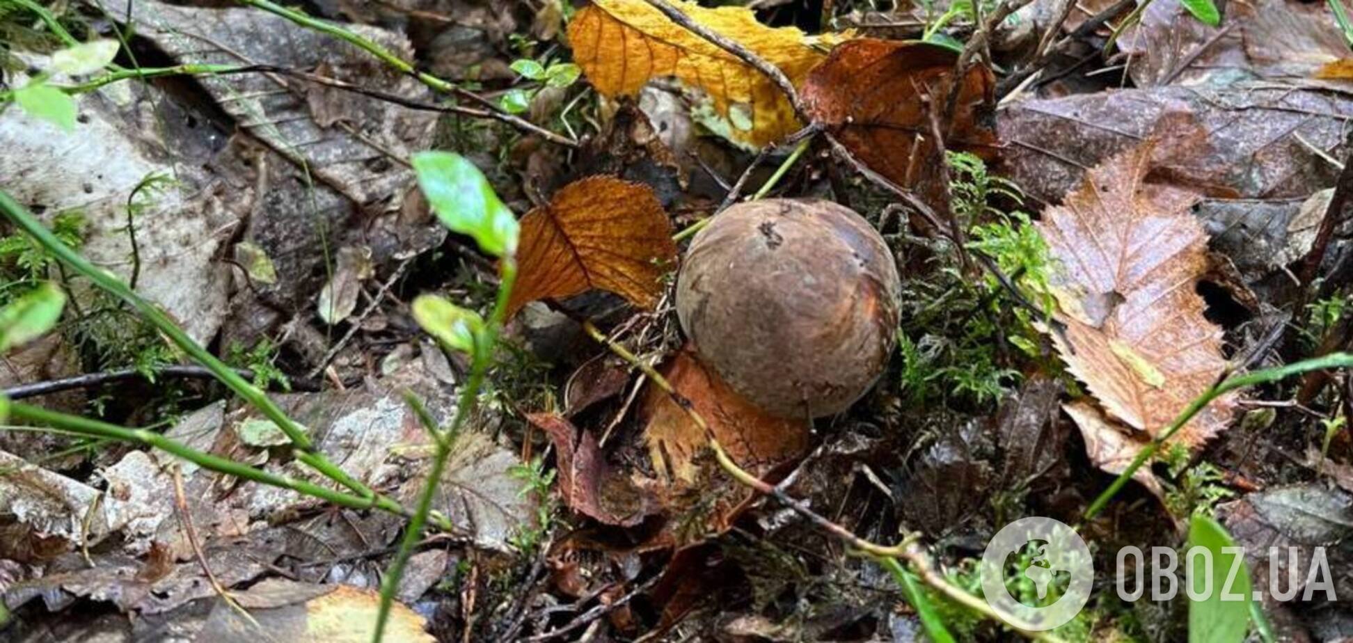 Не плутати з сатанинським: що за гриби з червоними ніжками знайшли у Карпатах. Фото і відео