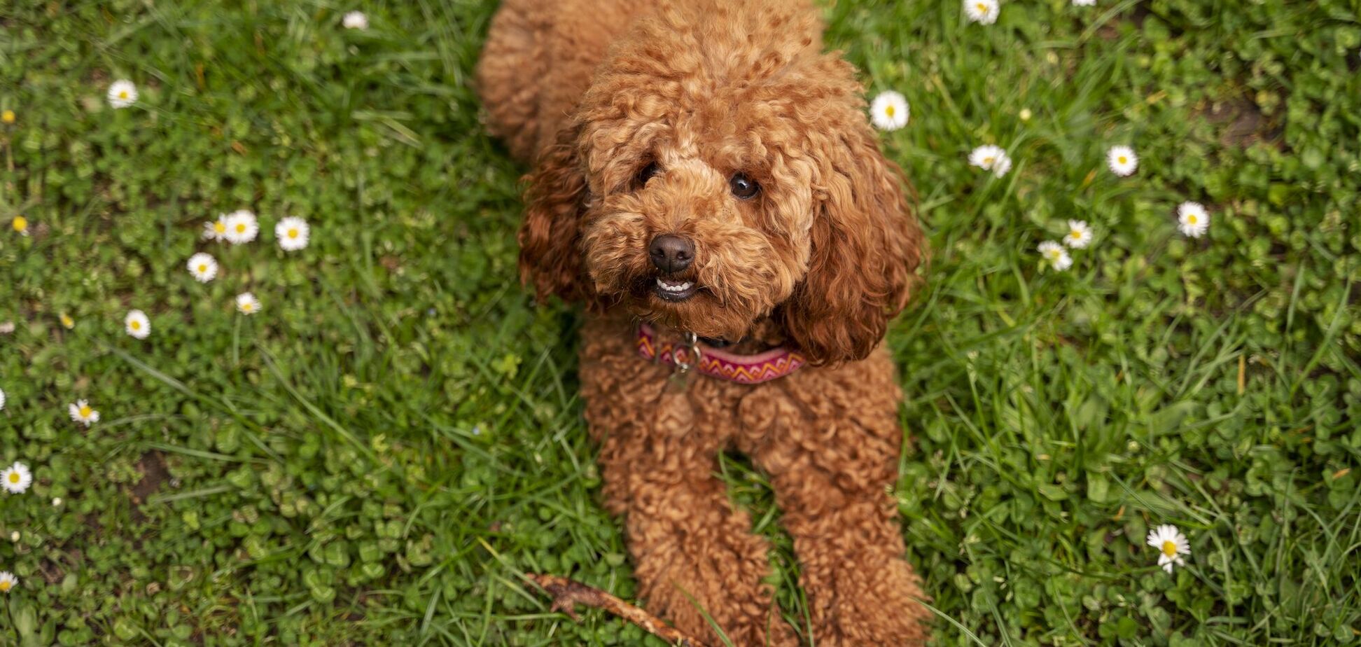 Топ-9 найздоровіших порід собак, які точно не обанкротять вас